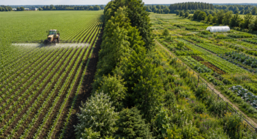 comparison between organic and conventional farming separated by a natural tree barrier